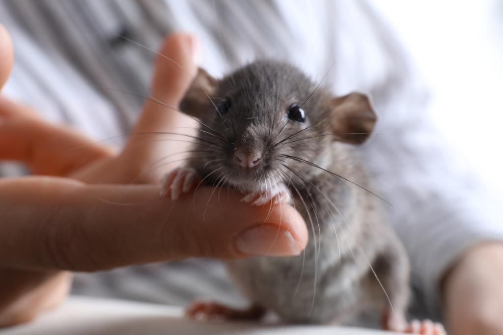 foto de ratón gris