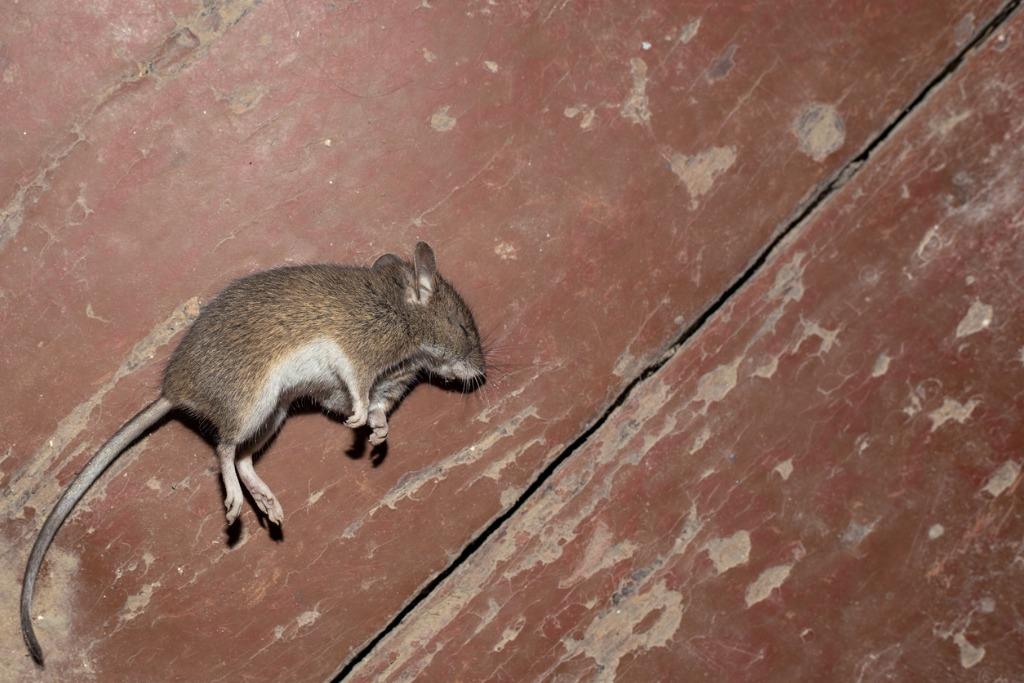 foto de ratón muerto