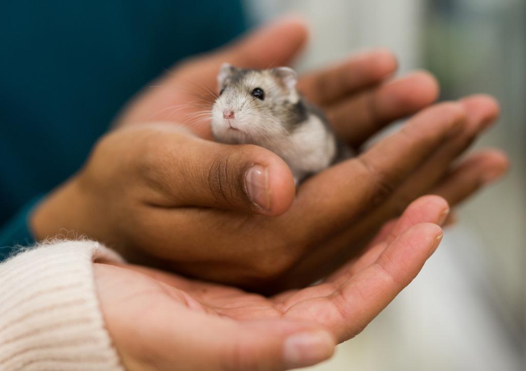 foto de raton pequeño en unas manos