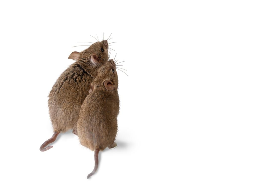 foto de rata y raton