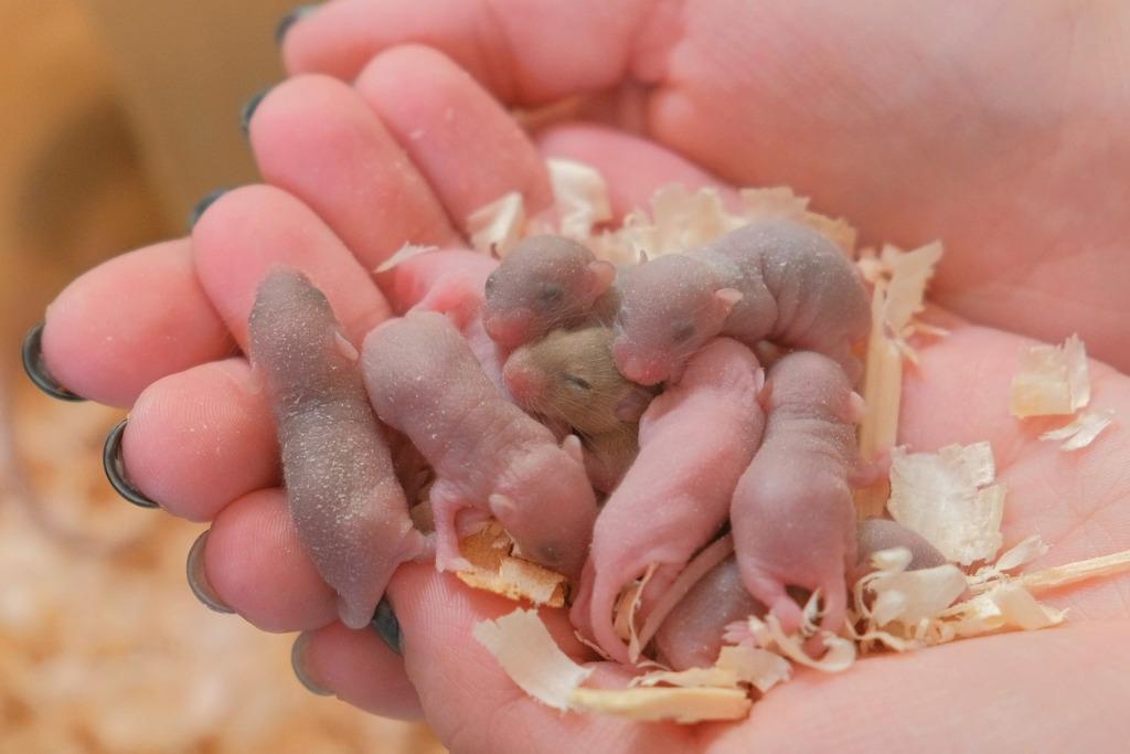 foto de ratones bebes
