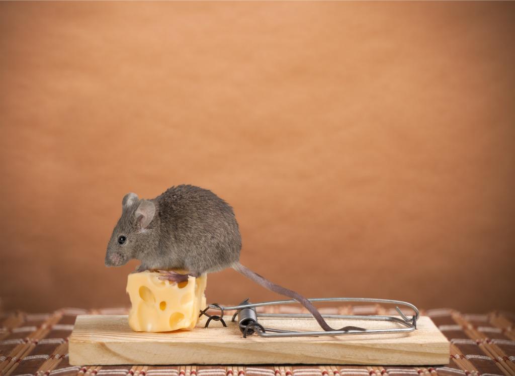 foto de raton sobre un queso en una tramp