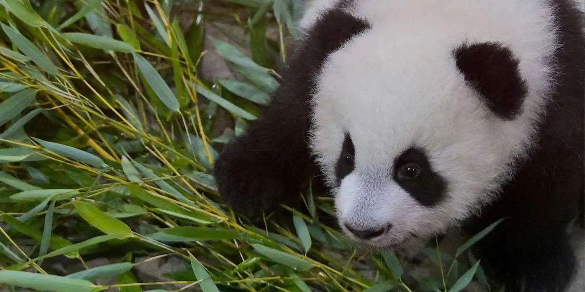 Video: Presentan por primera vez al público a gemelas panda en un zoológico francés