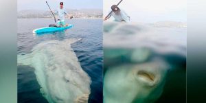 Video: Asombroso encuentro entre un surfista y un pez gigante