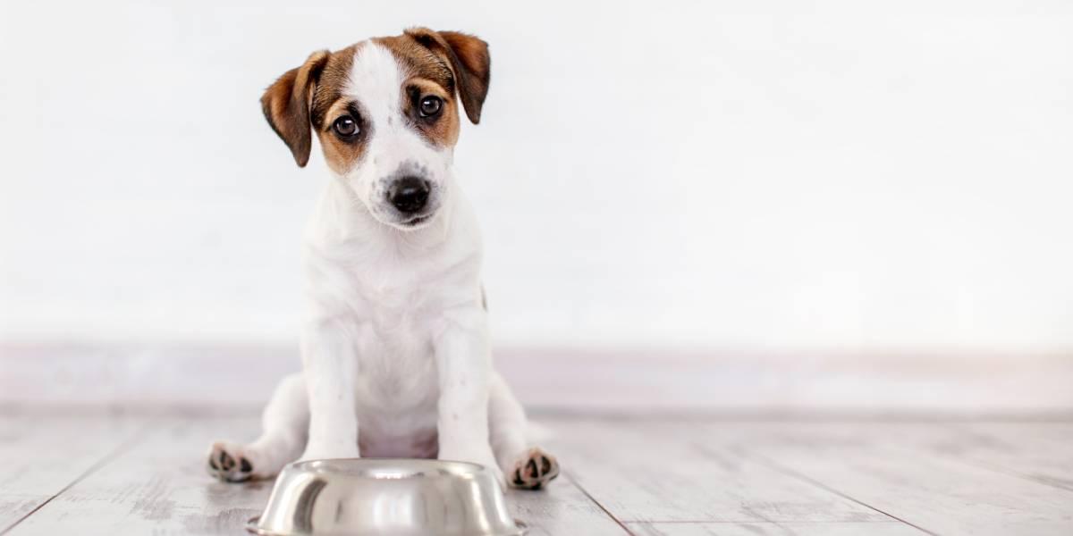 Cuatro cosas que debes saber antes de adoptar un cachorro