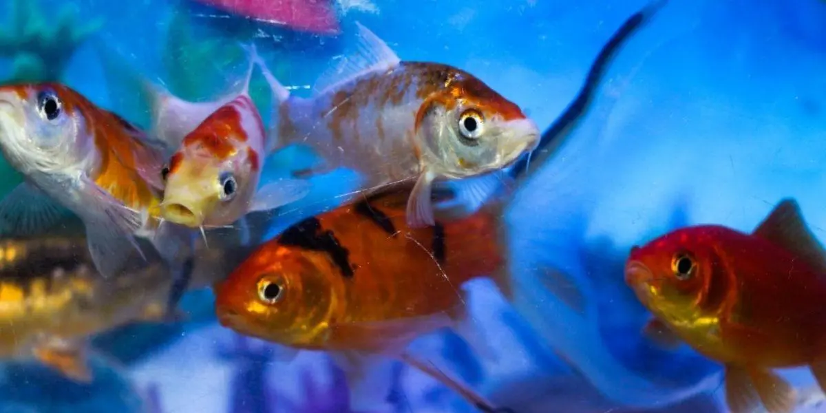¿Qué significa soñar con peces de colores?