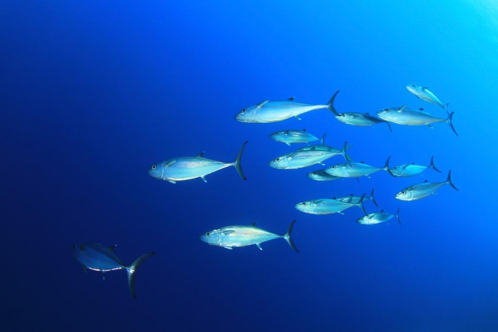 peces azules