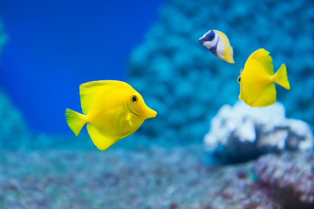 peces amarillos