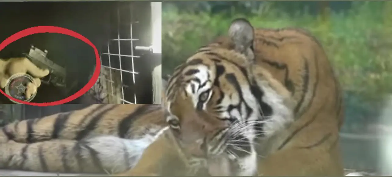 Conmoción por asesinato a un tigre luego de que atacó a un hombre en un zoológico de Florida