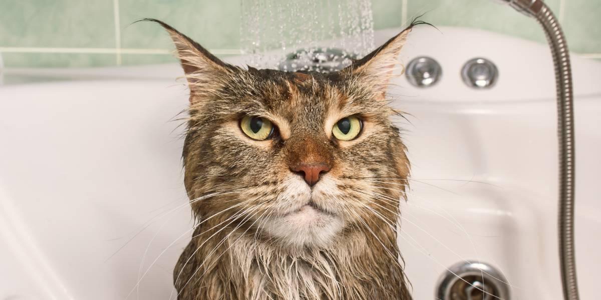 Peludos del 1: Cinco datos que debes saber antes de bañar a tu gato