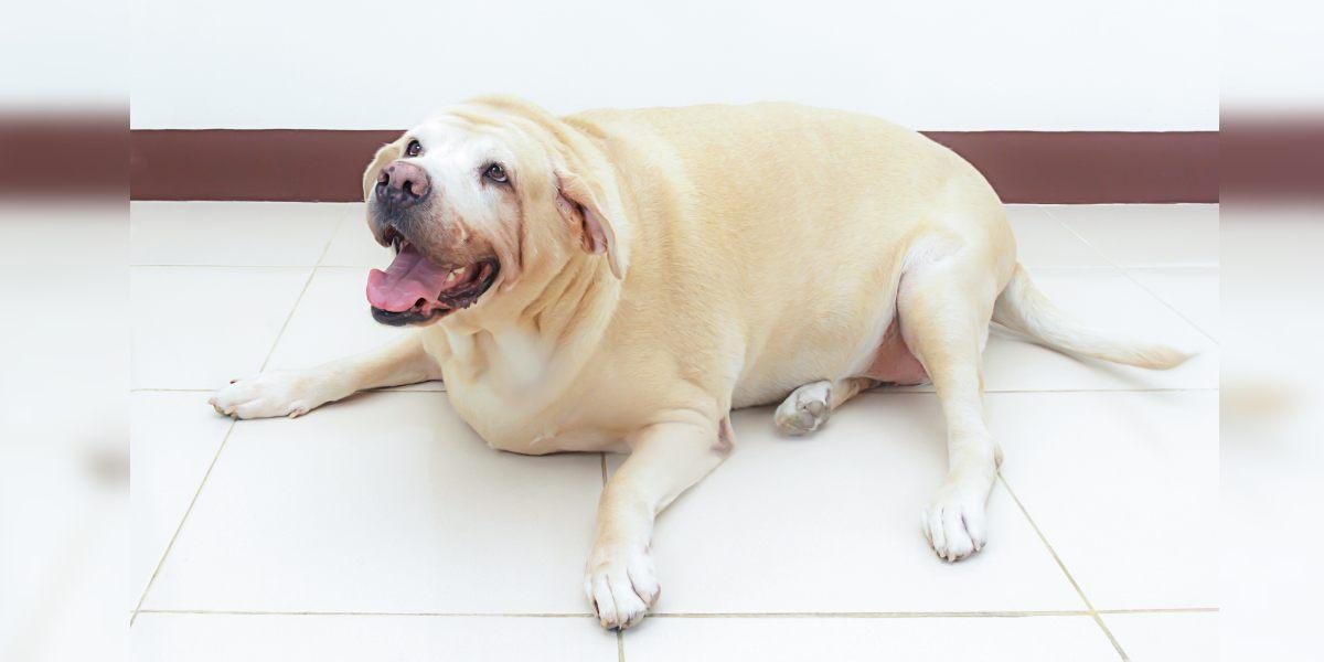 Obesidad en perros: ¿Qué hacer si mi mascota sufre de sobrepeso?