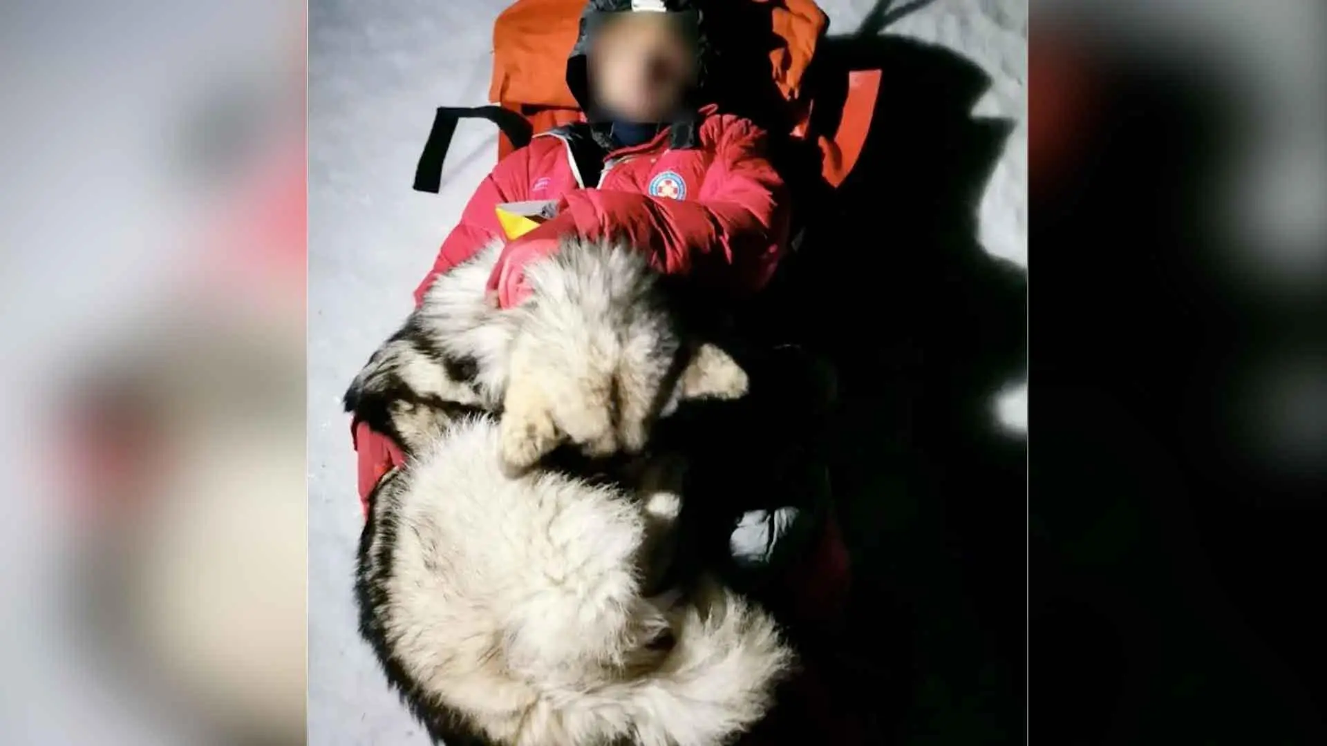 Increíble historia del perro que salvó a excursionista que cayó de una montaña: le brindó calor 13 horas