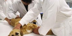 Insólita explicación: Perro fue llevado a veterinaria para recibir baño y resultó ahorcado