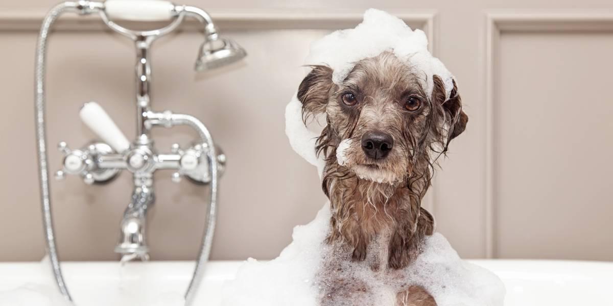 Peludos del 1: ¿Cada cuánto debo bañar a mi perro?