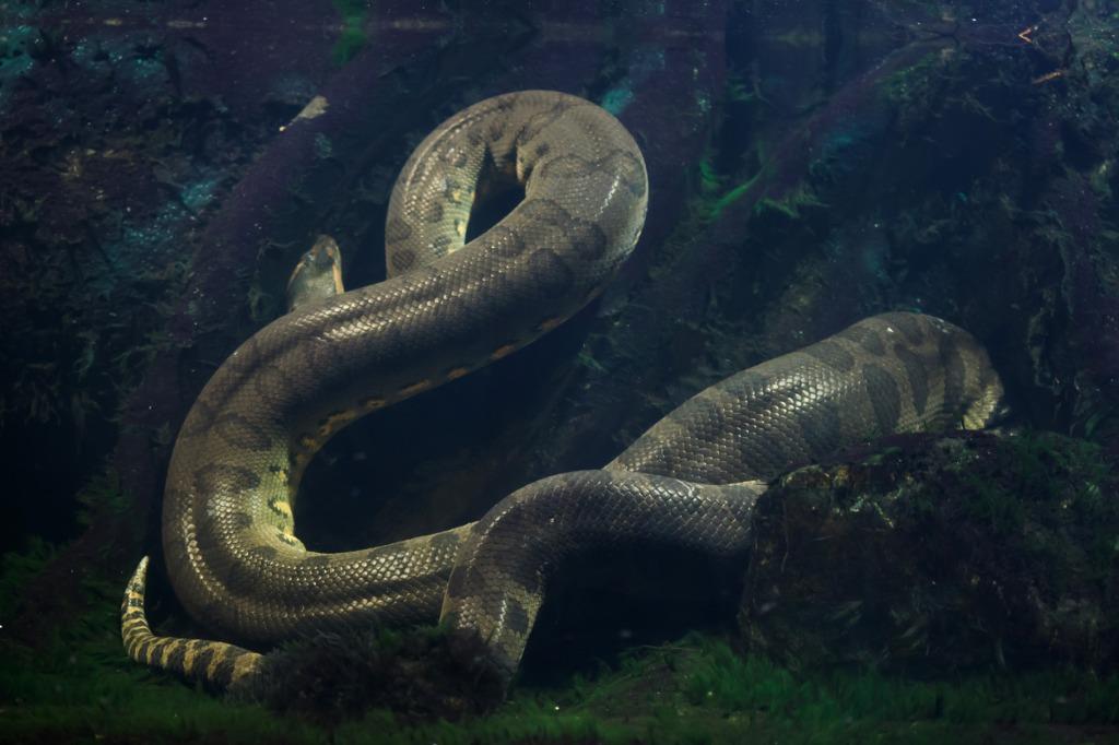 foto de serpiente