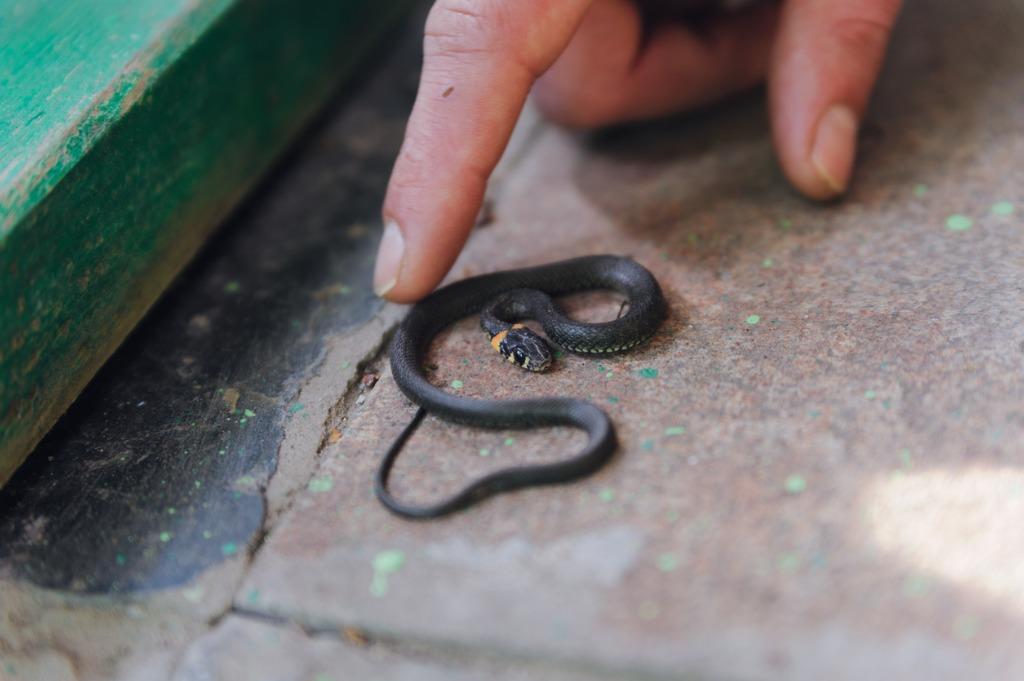 foto de serpiente pequeña