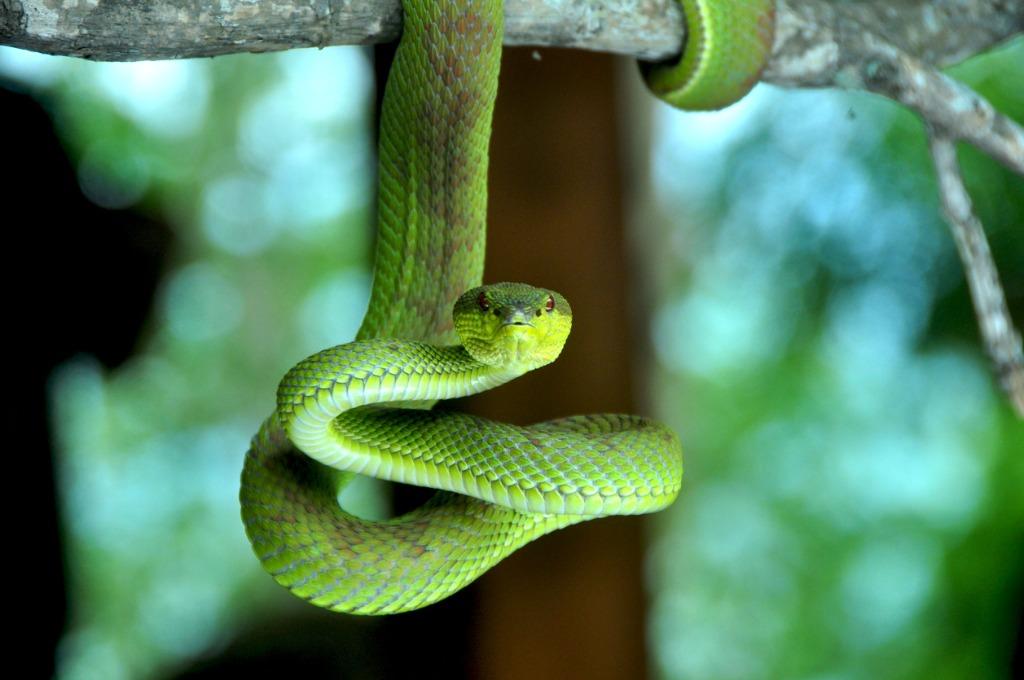 foto de serpiente verde