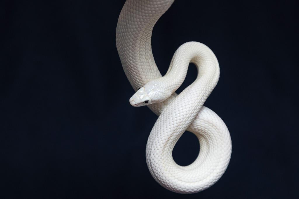 foto de serpiente blanca