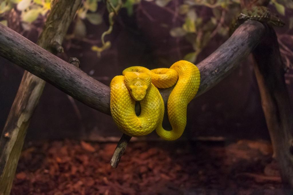 foto de serpiente amarilla