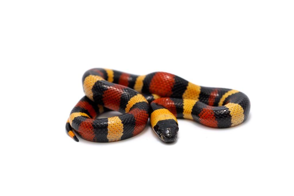 foto de serpiente de colores