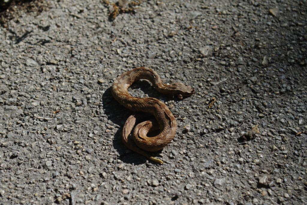 foto de serpiente muerta