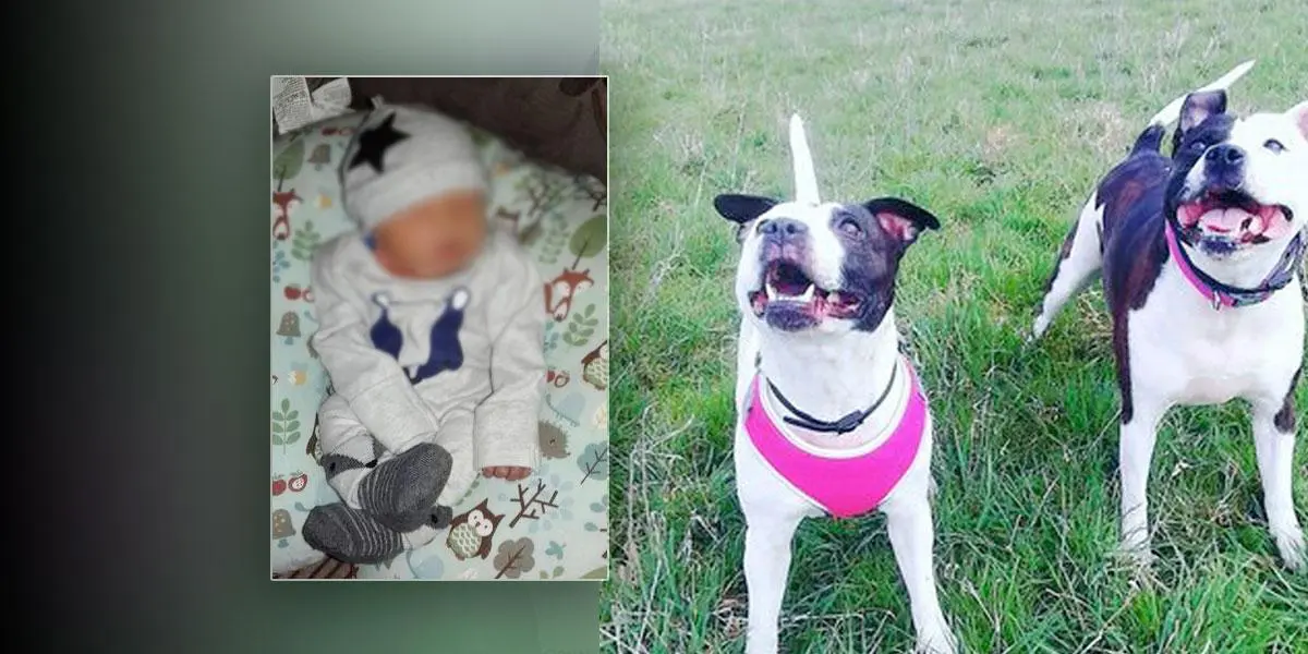 Bebé fue asesinado por el perro de la familia luego que la madre se quedara dormida