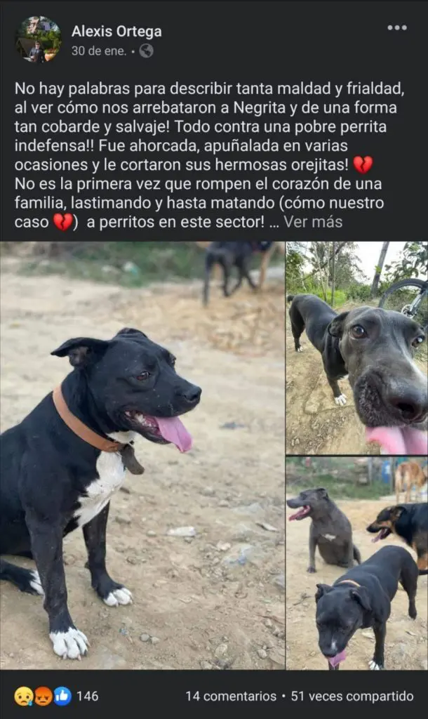 La denuncia contra ‘Negrita’, una cachorra que murió tras ser torturada y ahorcada en Santander