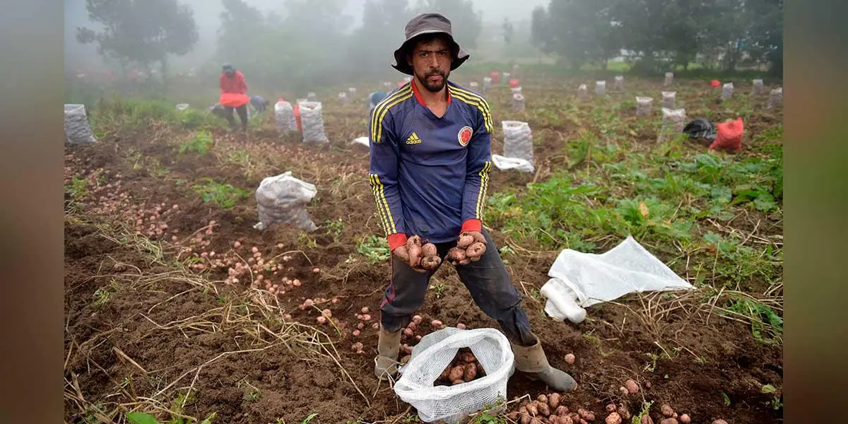 Consa advierte reducción de la mano de obra en el campo colombiano