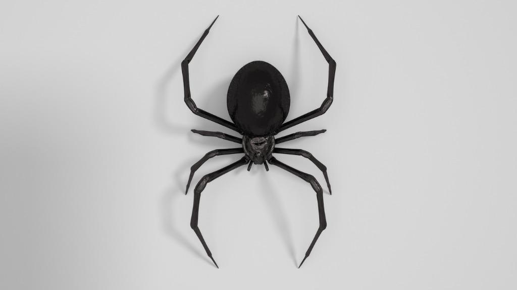 foto araña negra