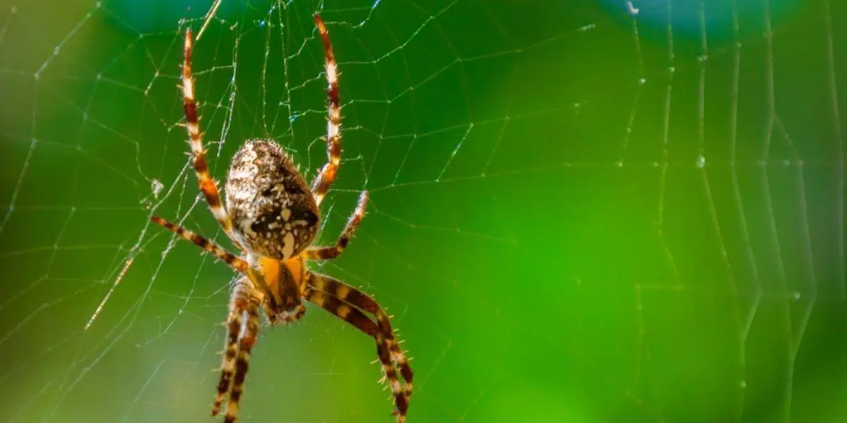 ¿Qué significa soñar con arañas?, no te dejes llevar por las apariencias