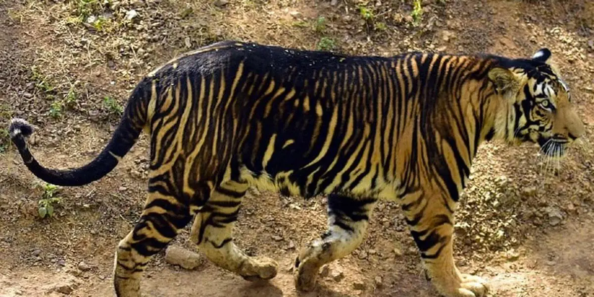 ¡Impresionante! Joven estudiante logra fotografiar a dos tigres negros