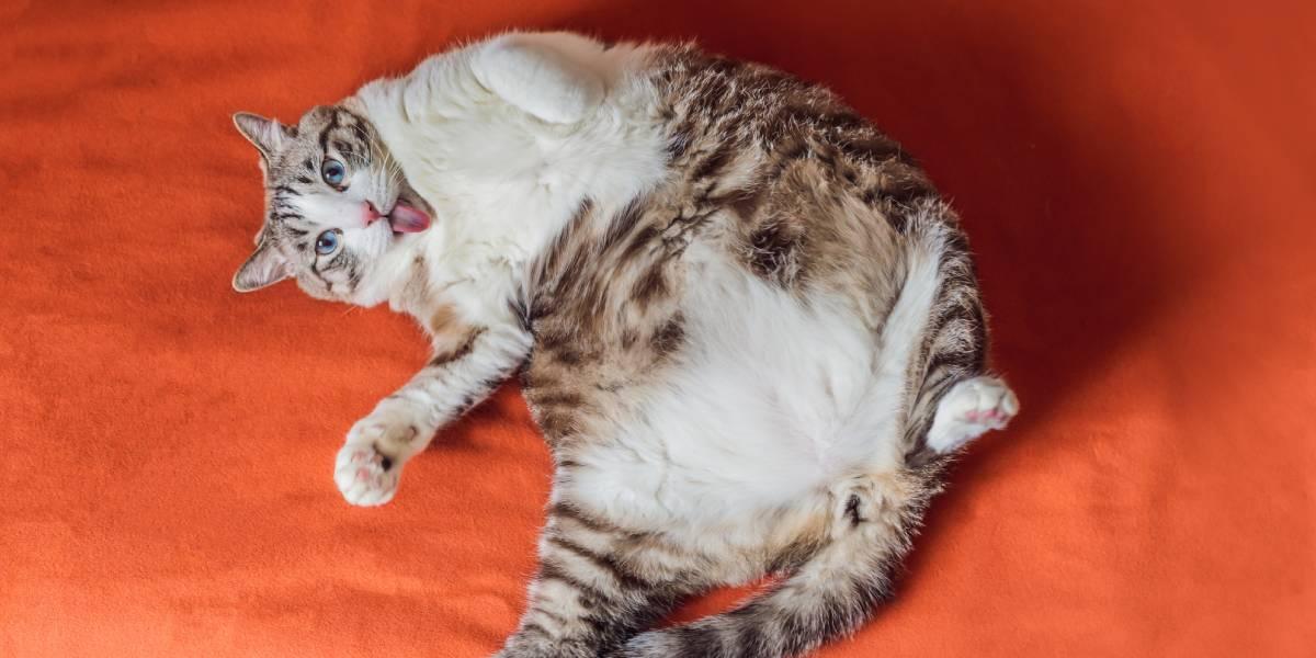 Un evento pelo para castigar Obesidad en gatos: ¿Cómo detectarla y qué hacer? - Canal 1