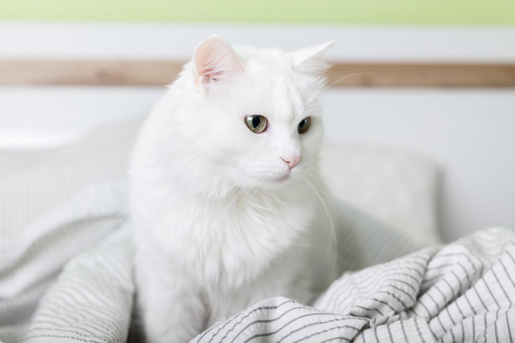foto gato blanco