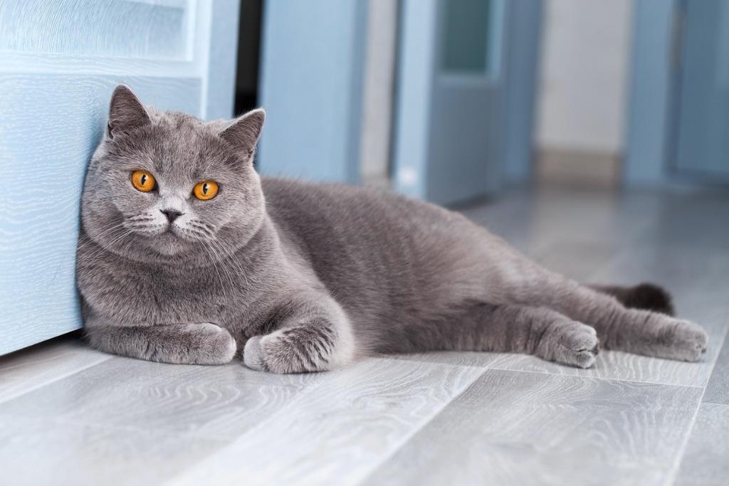 foto gato gris