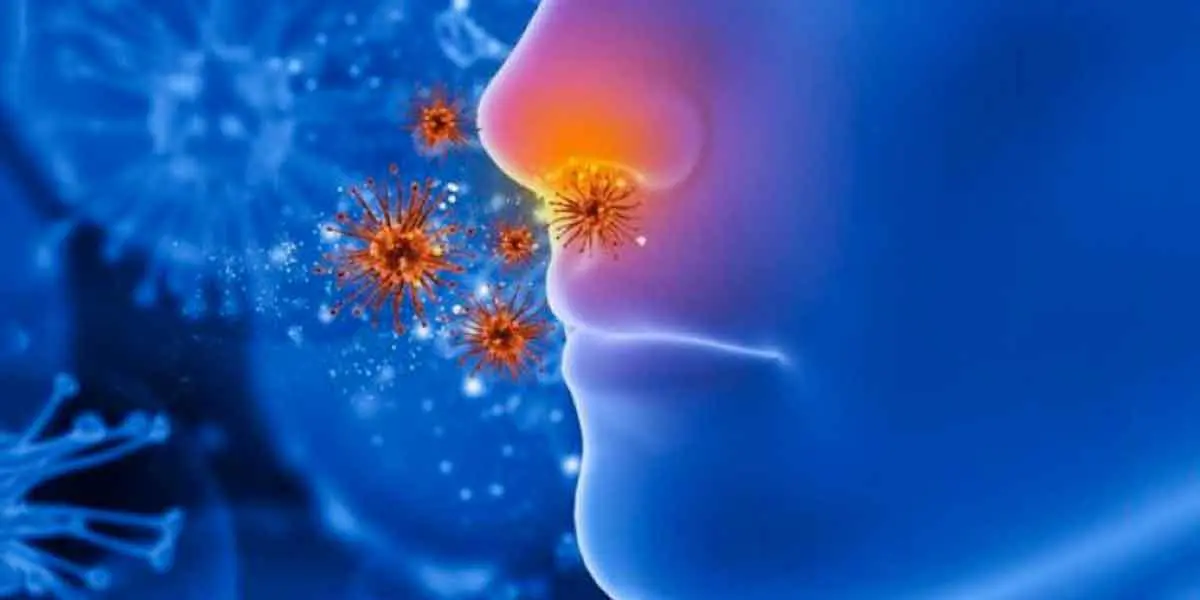 Modelo de nariz humana explica cómo comienza la infección por SARS-COV-2