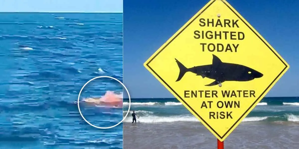 (Vídeo) Horror en el mar: Tiburón mutiló y mató a un nadador ante una multitud en una playa