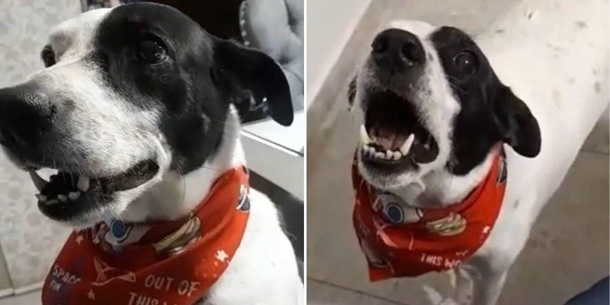 Video: Perro se enfurece con su amo cada vez que le dice que votará por Petro