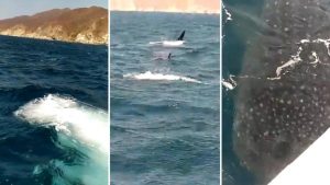 Video: Captan tiburón ballena en inmediaciones de una playa en Santa Marta