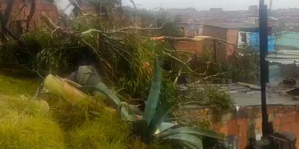 Gran árbol de eucalipto cayó y destrozó 3 casas en Soacha: &#8220;casi aplasta a la niña con la abuelita&#8221;