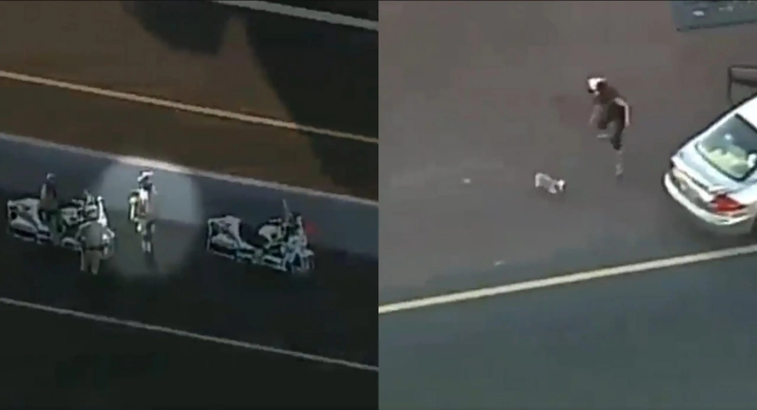 Video: Policías salvaron a perro de ser atropellado en una concurrida autopista en Estados Unidos