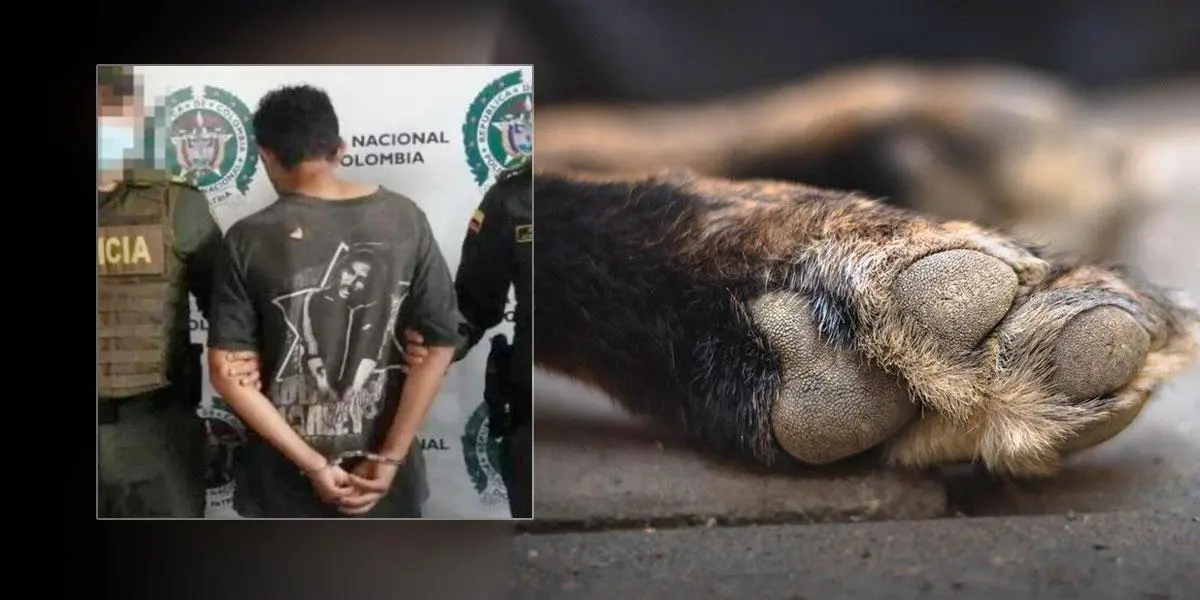Aberrante: Un hombre mató a su perro para cocinarlo e intentar comérselo en Risaralda
