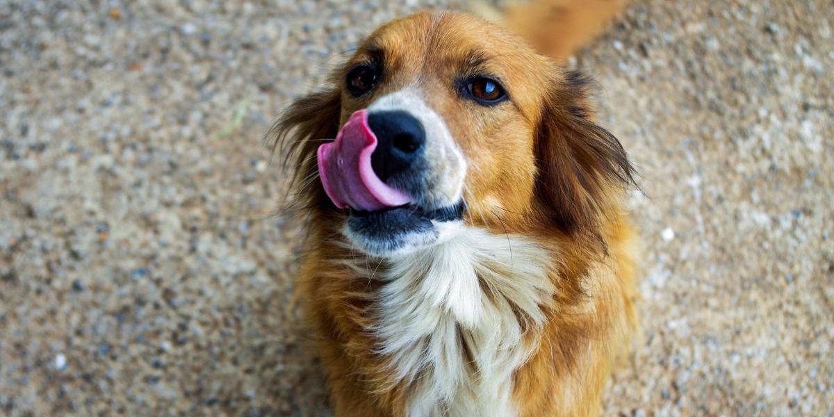 Viaje aceptable suma Por qué los perros criollos gozan de mejor salud? - Canal 1