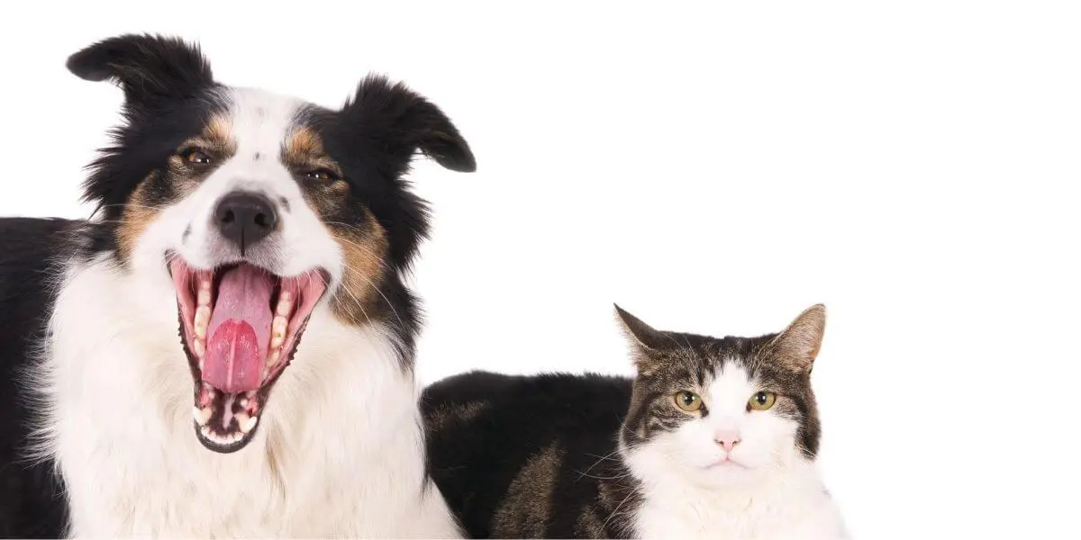 Consejos y precauciones para mejorar la salud dental de tu mascota