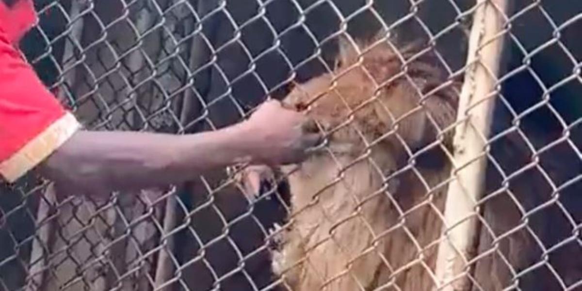 El ataque de un León a su cuidador que conmociona las redes - Canal 1