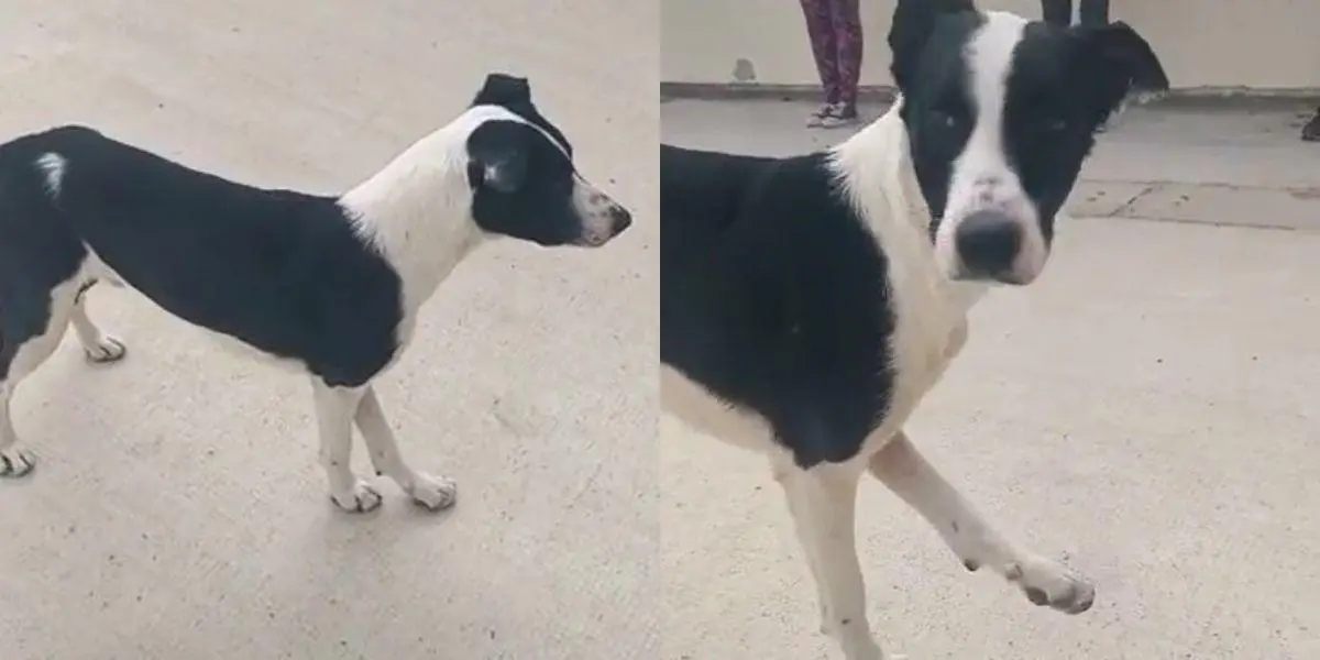 (Video) Perrito es grabado haciendo ejercicio en una clase de gimnasia