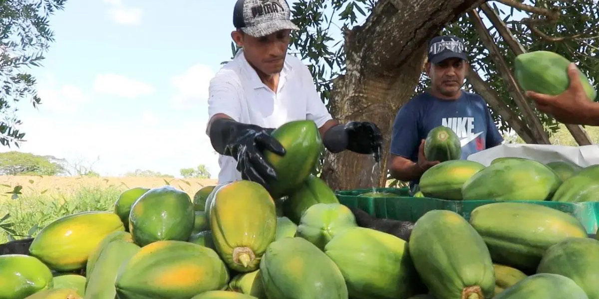 En Córdoba, cien familias se unen para cultivar y exportar 4 mil toneladas de papaya al año
