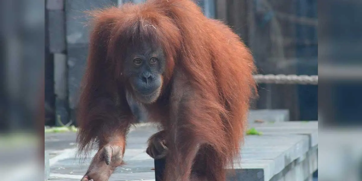 Video | Orangután atrapó a un hombre y lo arrastró a su jaula