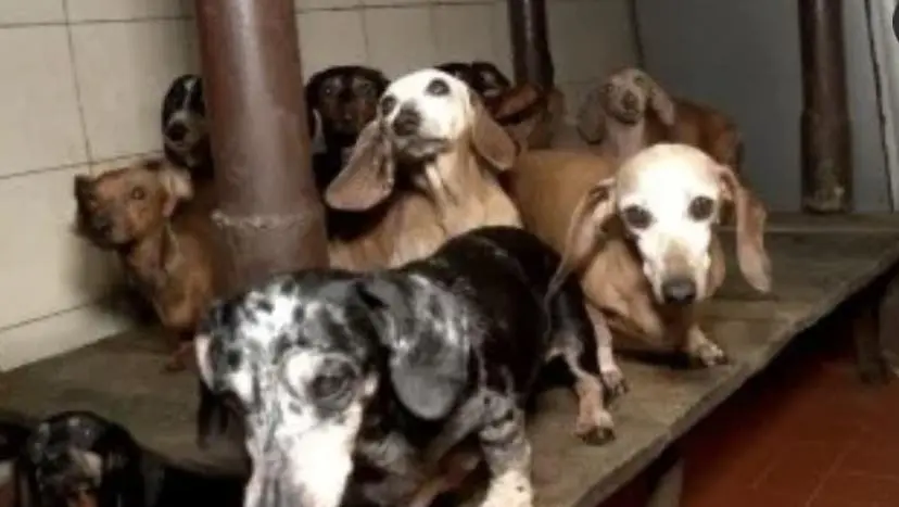 Triste historia de los 55 perritos salchicha que eran maltratados y vendidos por una abuela de 72 años