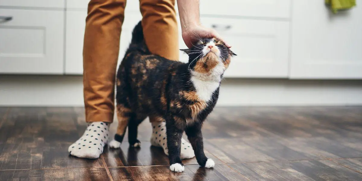 ¿Cómo evitar que tu gato se asuste con las visitas?