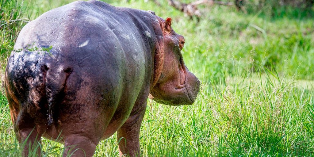 Inicia plan de esterilización de hipopótamos de Pablo Escobar en Colombia